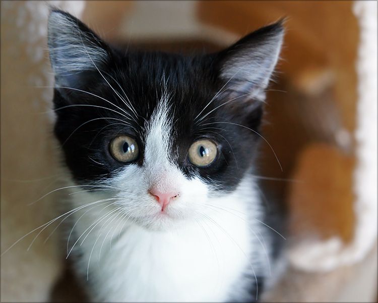 un chat réveille son maître juste à temps alors que la maison prend feu, sauvant ainsi le félin piégé dans les flammes.