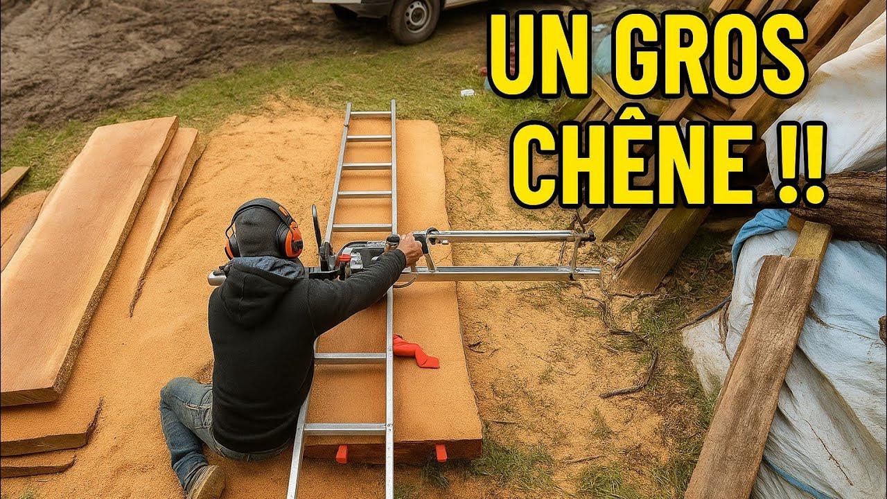 tempête nils : un chêne arra...é nécessitant une évacuation urgente pour garantir la sécurité.