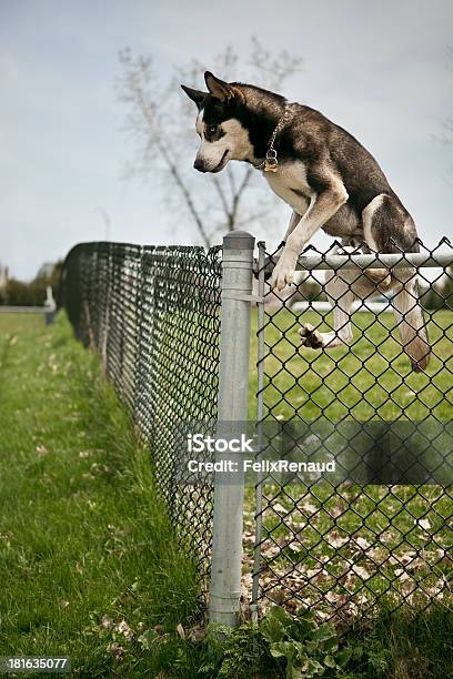 découvrez vos droits et responsabilités lorsque le chien du voisin creuse sous la clôture. conseils juridiques pour protéger votre propriété et vivre en bonne harmonie.