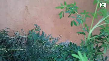 effondrement d'un mur à montauban : 5 personnes évacuées en urgence. suivez les dernières informations sur cet incident.